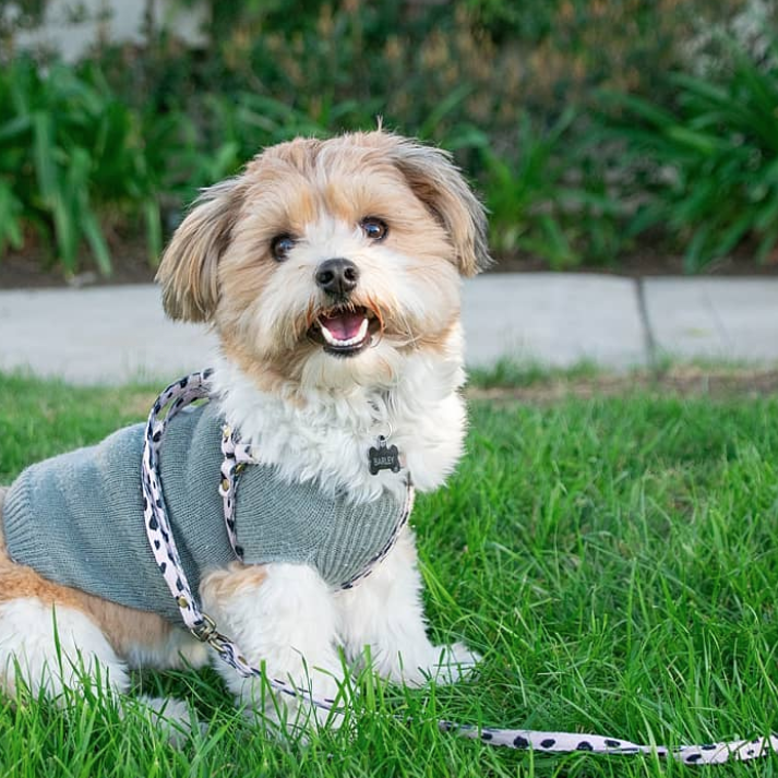 All-In-One Harness Leash - LEOPARD - Nous Wanderlust Stories