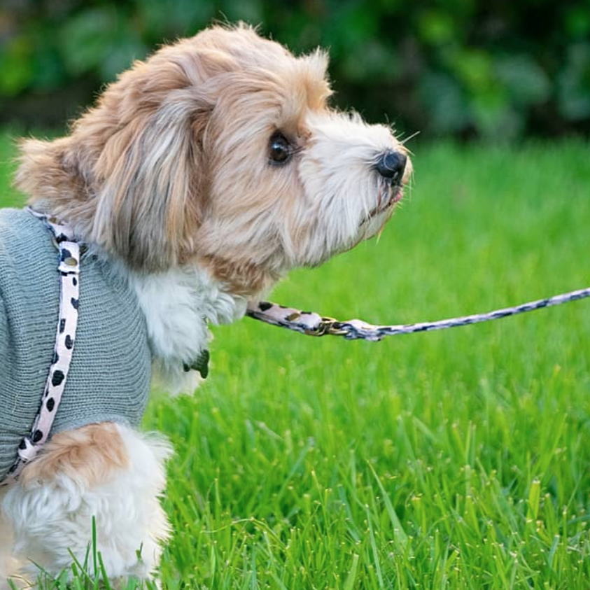 All-In-One Harness Leash - LEOPARD - Nous Wanderlust Stories