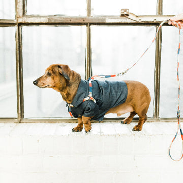 All-In-One Harness Leash - RETRO - Nous Wanderlust Stories